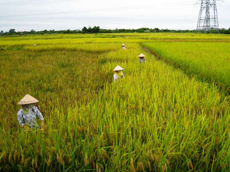 HAI DUONG, VIETNAM, June 26: Vietnamese woman farmer harvest on a rice field on June 26, 2013 in Hai Duong, Red River Delta, Vietnam. Rice cultivation is a long tradition of people in rural Vietnam. のeditorial素材