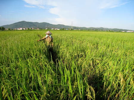 HAI DUONG, VIETNAM, June 26: Vietnamese farmer Spray pesticides for rice on June 26, 2013 in Hai Duong, Red River Delta, Vietnam. Rice cultivation is a long tradition of people in rural Vietnam. のeditorial素材
