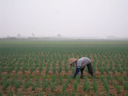 HAI DUONG, VIETNAM, August 1: Unidentified Vietnamese farmers hard work in the onion field on August 1, 2013 in Hai Duong, Vietnam. For many farmers onion is the main source of income (around $1000 annual).のeditorial素材