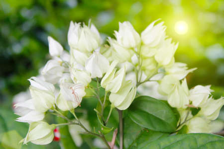 White flower isolated on green backgroundの写真素材