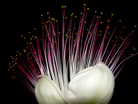                 purple flowers blooming in the night               の写真素材