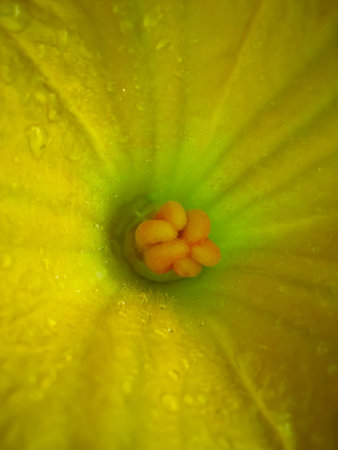 pumpkin flowerの写真素材