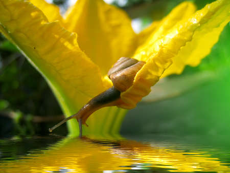 Snailの写真素材