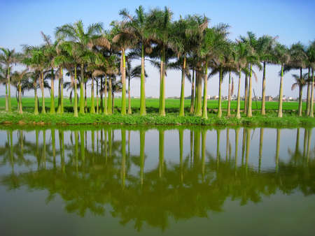 palm treeの写真素材