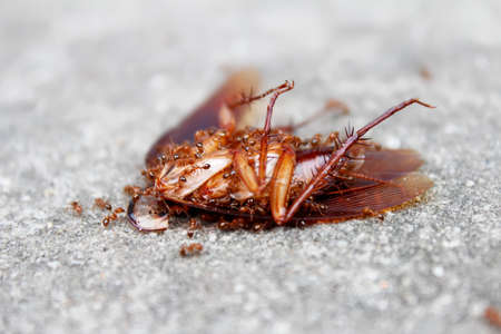 ants eat dead insectの写真素材