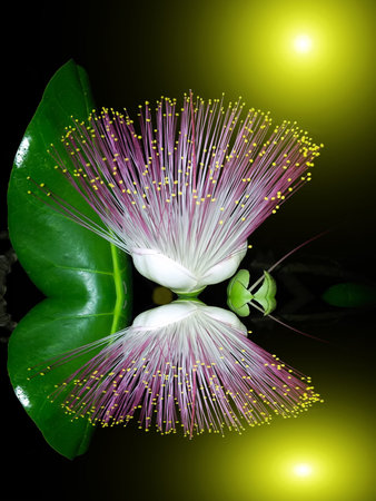 purple flowers blooming in the night