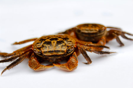 Crab 