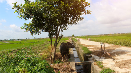 buffaloの写真素材