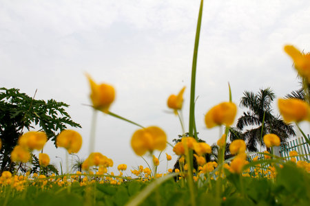 yellow flowers