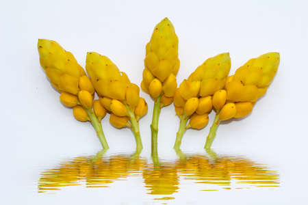 yellow flowerの写真素材