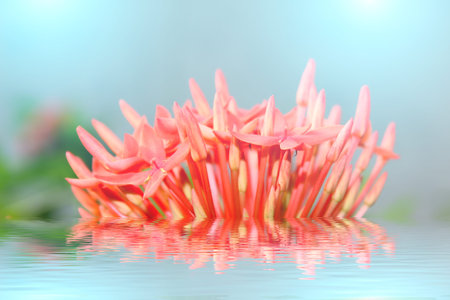 red flowerの写真素材