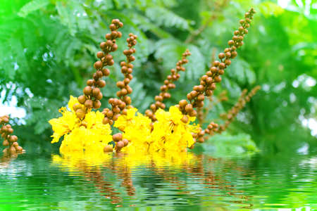 yellow flowerの写真素材