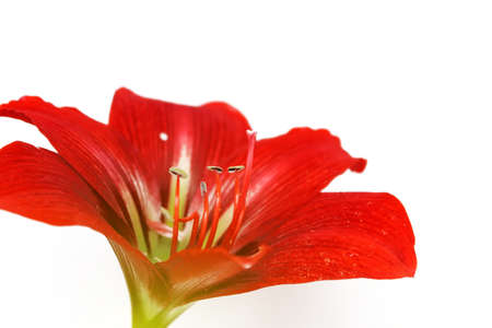 red lilyの写真素材