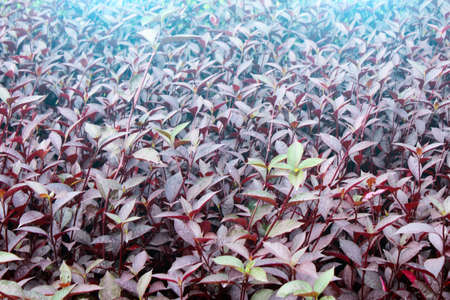 purple flowerの写真素材