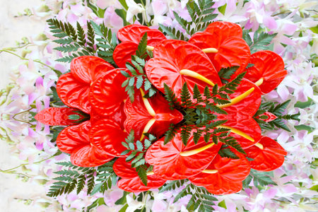 red flowerの写真素材