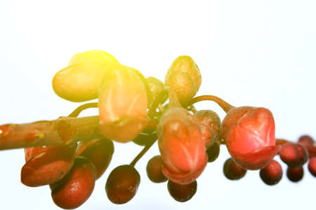 Flowers Design の写真素材