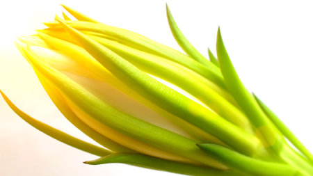 Dragon flowerの写真素材