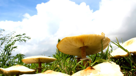 Mushroom growing on the grassの写真素材