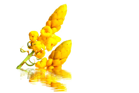 yellow flowerの写真素材