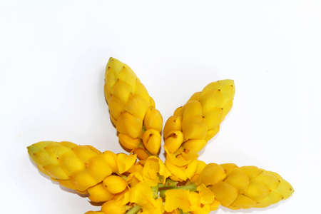 yellow flowerの写真素材