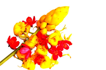Flowerの写真素材