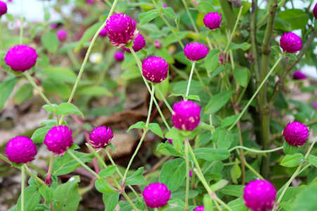 purple flowerの写真素材