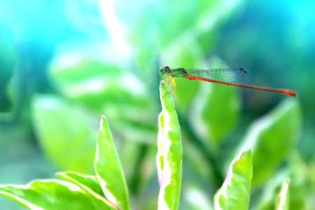 dragonflyの写真素材