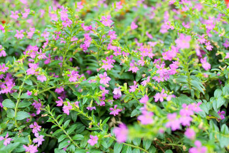 purple flowerの写真素材