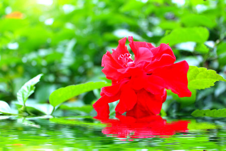 red flowerの写真素材