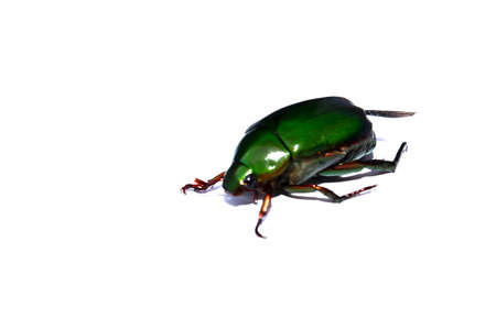 Beetleの写真素材