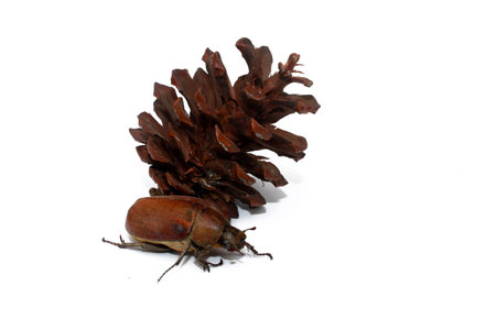 Beetleの写真素材