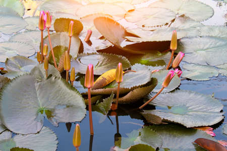 red flowerの写真素材