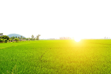 paddy fieldの写真素材