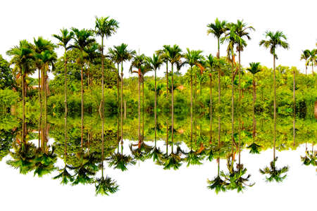 palm treesの写真素材