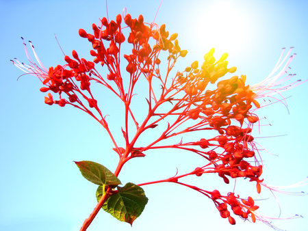 red flowerの写真素材