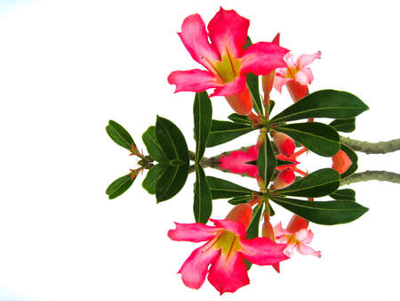 red flowerの写真素材