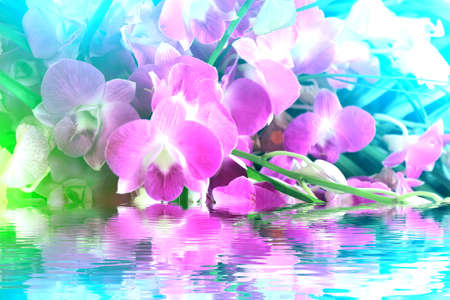 purple flowerの写真素材