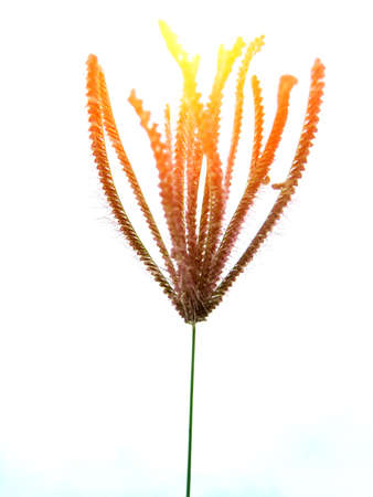 Flowerの写真素材