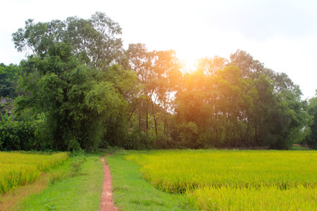 paddy fieldの写真素材
