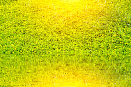 yellow flowersの写真素材