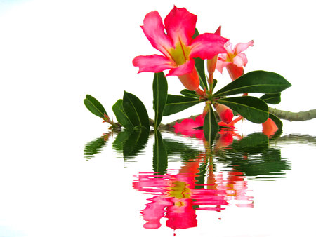 red flower