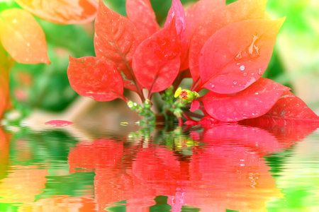 red flower	の写真素材