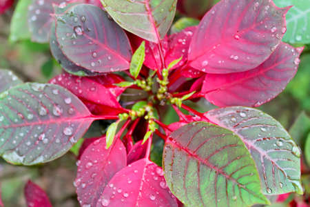 red flowerの写真素材