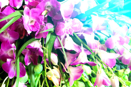 purple flowerの写真素材