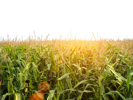 cornfieldの写真素材