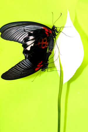 Butterflyの写真素材