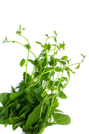 Vegetable の写真素材