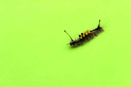 caterpillar on leafの写真素材