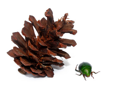 Beetleの写真素材