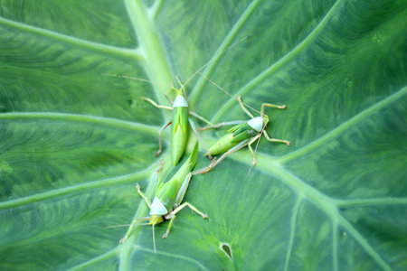 insectの写真素材